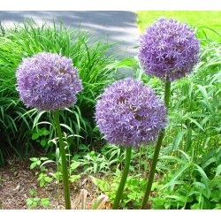 Prydl�g Round n' Purple