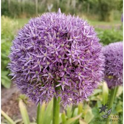 Prydl�g Round n' Purple