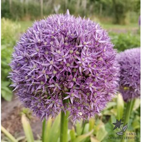 Prydl�g Round n' Purple