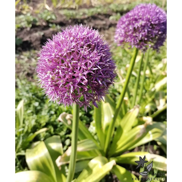 Prydl�g Round n' Purple