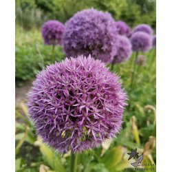 Prydl�g Round n' Purple