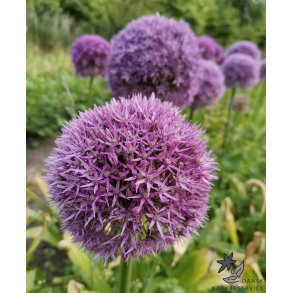 Prydl�g Round n' Purple