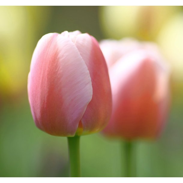 Tulipan Royal Pride