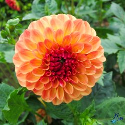 Dahlia Safe Shot