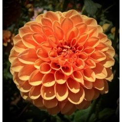 Dahlia Safe Shot
