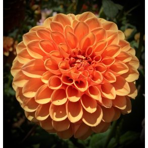 Dahlia Safe Shot