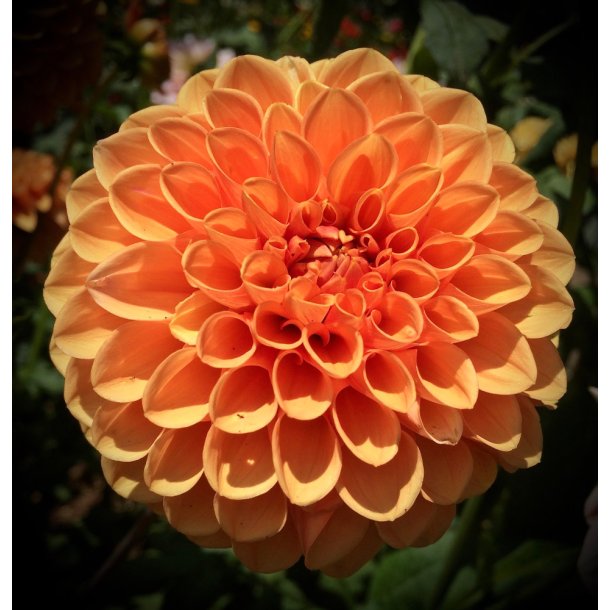 Dahlia Safe Shot