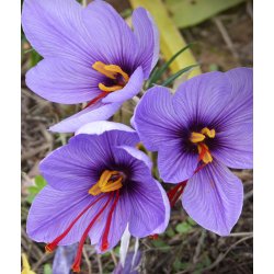 SafranKrokus - Crocus sativus