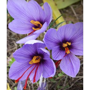 SafranKrokus - Crocus sativus