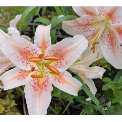 Lilium orientale, Salmon Star
