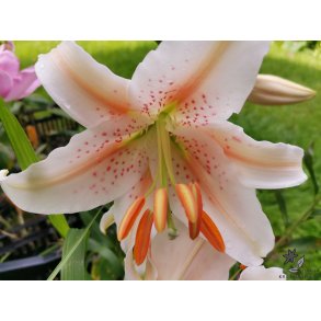 Lilium orientale, Salmon Star