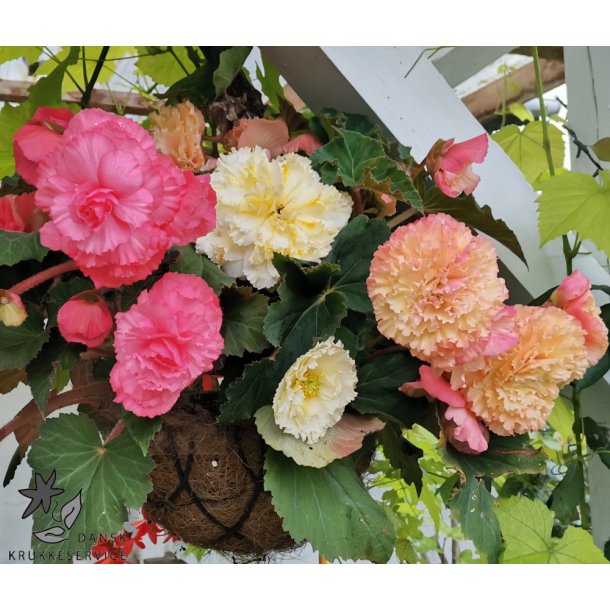 Begonia, Samba mix 3 knolde