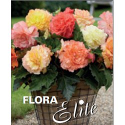 Begonia, Samba mix 3 knolde