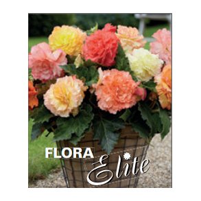 Begonia, Samba mix 3 knolde