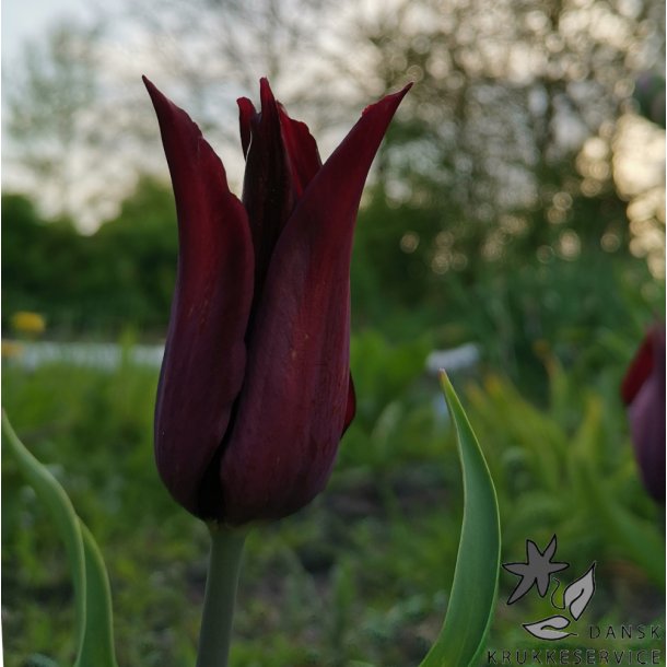 Tulipan Sarah Raven