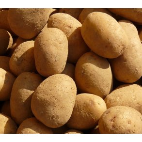 Sava L�ggekartofler, �ko s�k med 10 kg