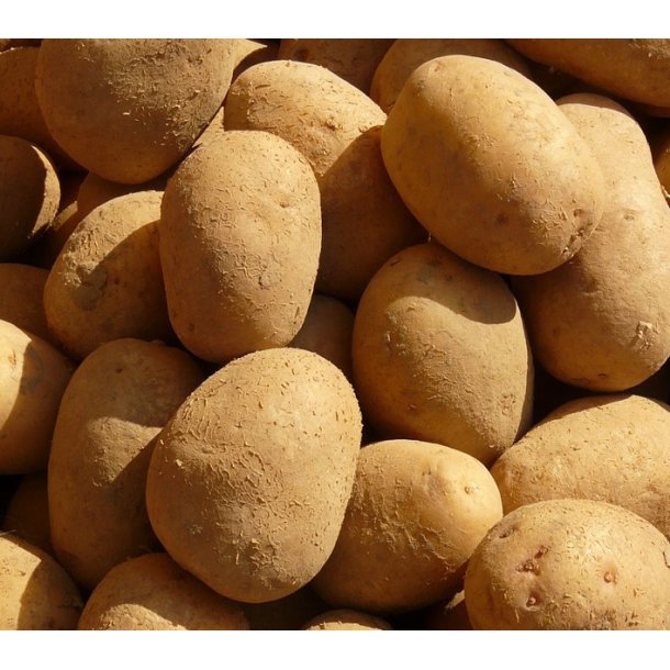 Sava L�ggekartofler, �ko s�k med 10 kg