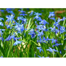 Blomsterl�g Oprydningspakke Insektvenlig XL