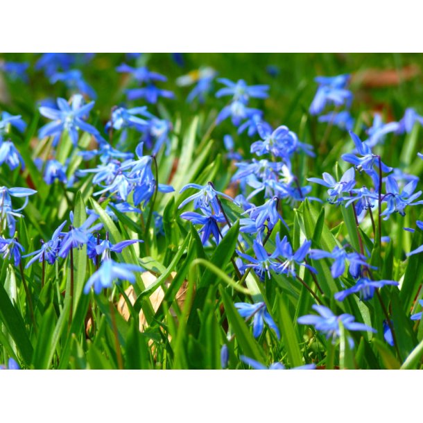 Blomsterl�g Oprydningspakke Insektvenlig XL