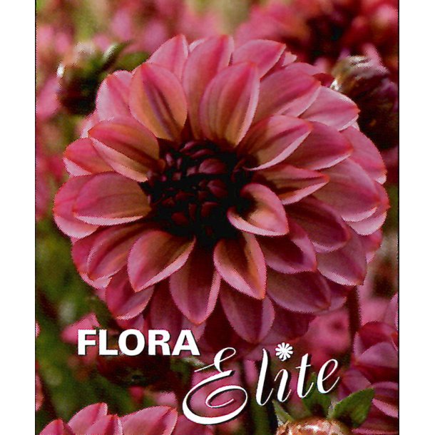 Dahlia Seniors Hope