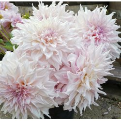 Dahlia Shiloh Noelle