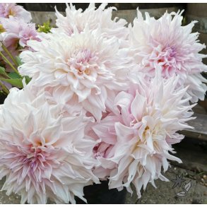 Dahlia Shiloh Noelle