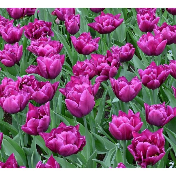 Tulipan Showcase