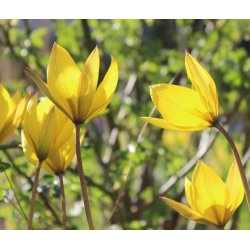 Blomsterl�g Oprydningspakke Insektvenlig