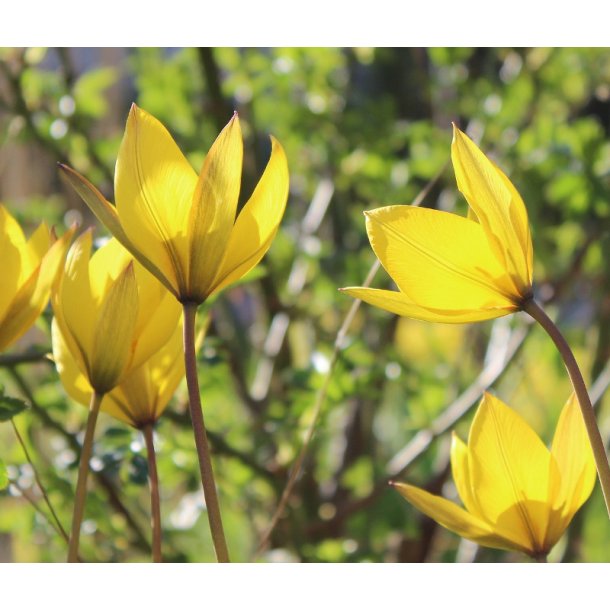 Blomsterl�g Oprydningspakke Insektvenlig