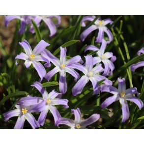 Stor Snepryd, Violet Beauty