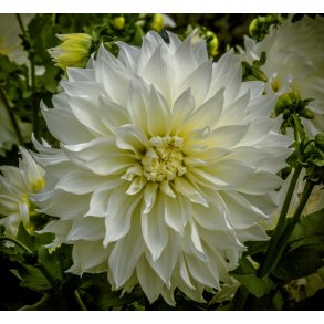Dahlia Snowbound