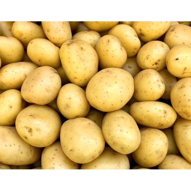 Soleo L�ggekartofler 1,5 kg