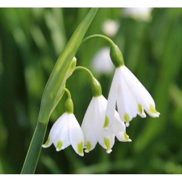 Hvidblomme - Leucojum aestivum