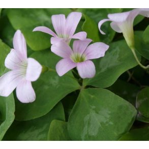 Sommerfuglekl�ver Fanny