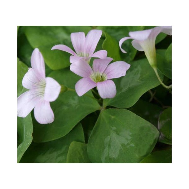 Sommerfuglekl�ver Fanny