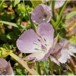 Sommerfugletulipan Cupido