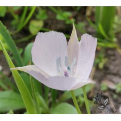 Sommerfugletulipan Cupido