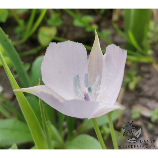 Sommerfugletulipan Cupido