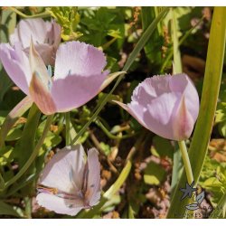 Sommerfugletulipan Cupido