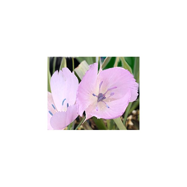 Sommerfugletulipan Cupido