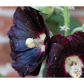 Sort Stokrose, Nigra