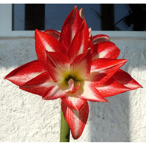 Dobbelt Hippeastrum, Splash