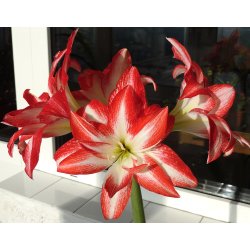 Dobbelt Hippeastrum, Splash