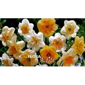 Sommerfugle Pskeliljer Mix