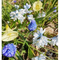 Spring Blues, Mix