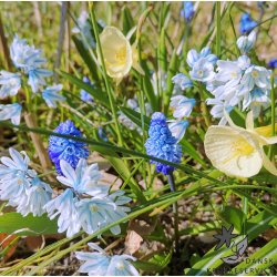 Spring Blues, Mix