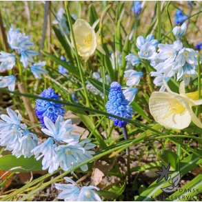 Spring Blues, Mix