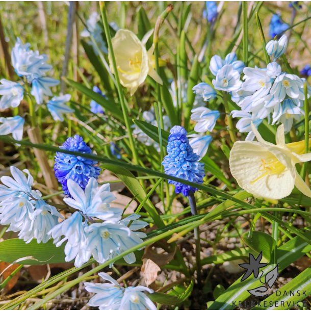 Spring Blues, Mix