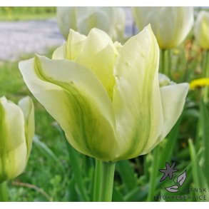 Tulipan Spring Green