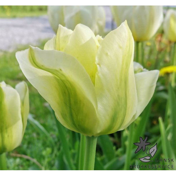 Tulipan Spring Green